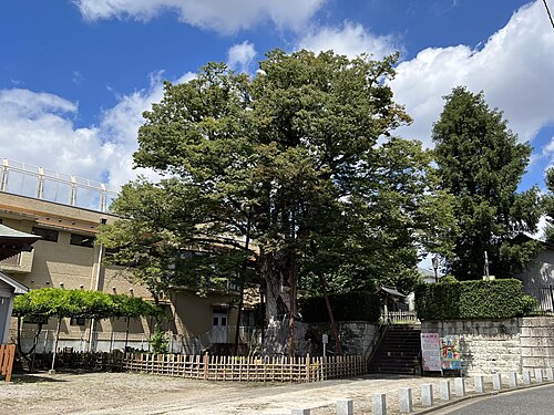 The Great Zelkova of Nerima Hakusan Shrine