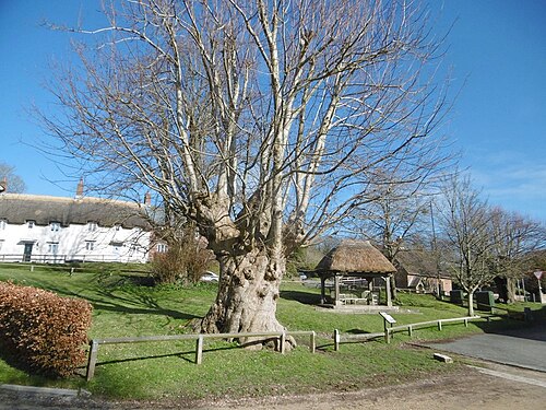 The Tolpuddle Martyrs Tree