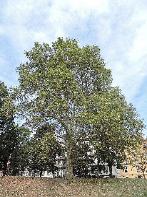 The Plane of the Giardini Cavour