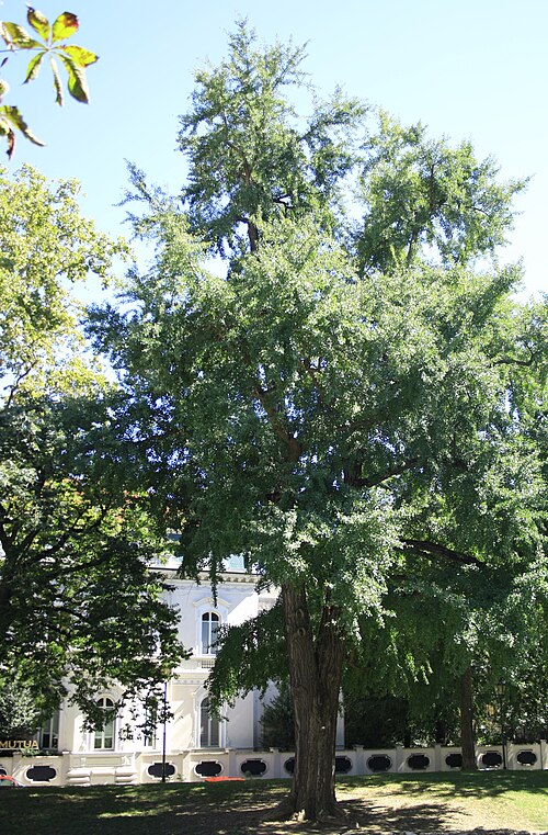 The Ginkgo of the Giardini Cavour