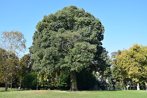 The Hackberry of the Valentino