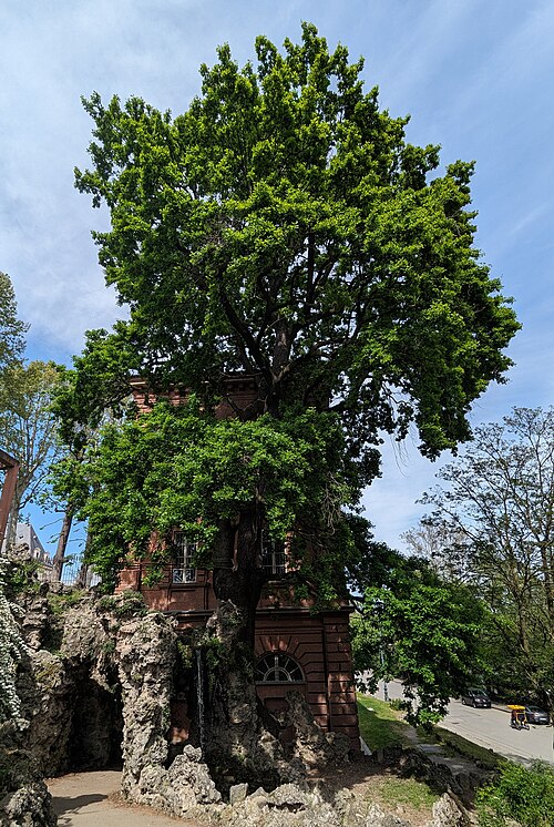 The Oak behind the Castello del Valentino