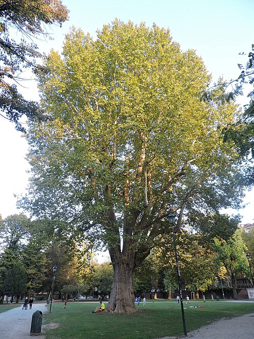 The Grandfather Plane of Parco della Tesoriera