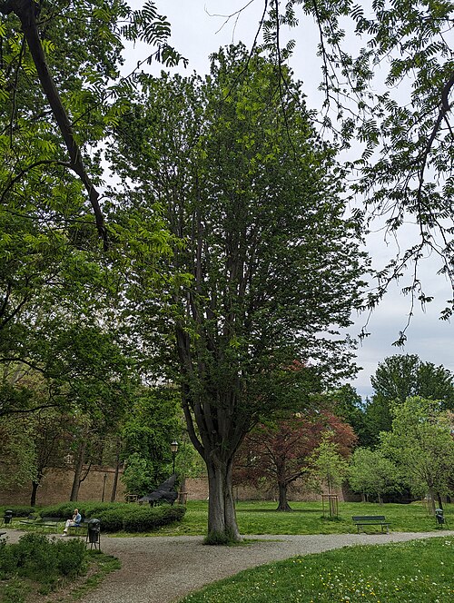 The Caucasian Elm of the Giardini Reali