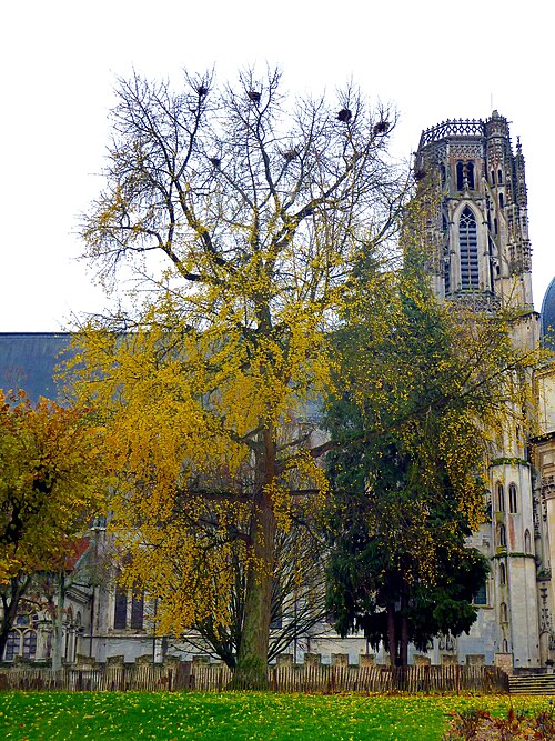 The Ginkgo of Toul