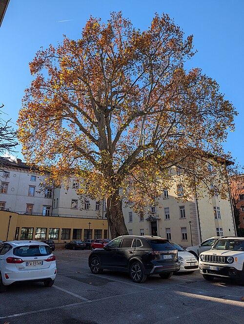 The Plane Tree of Via Vannetti