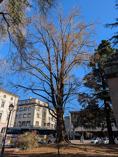 The Elm of Piazza Dante