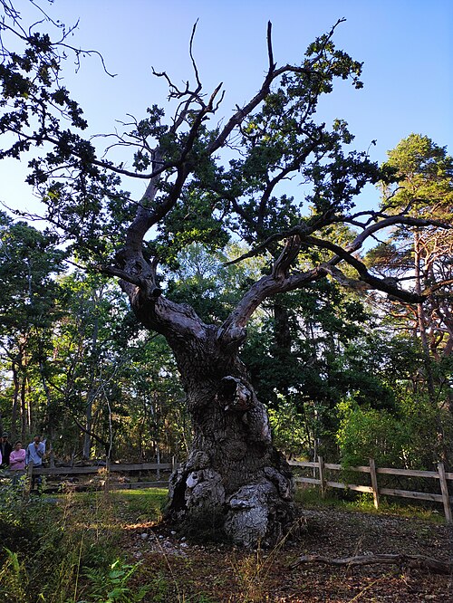 Trolleken (the Troll Oak of Trollskogen)