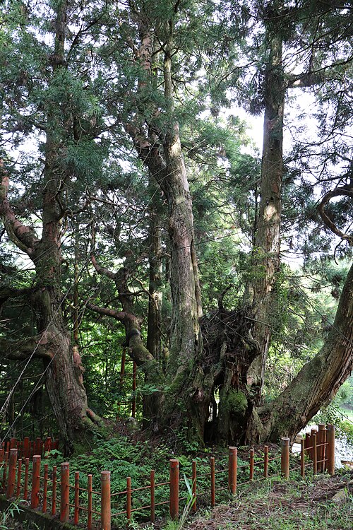 Yatsufusa Sugi