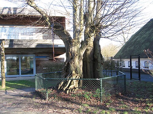 The Uithof Linden