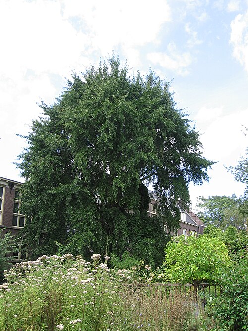 The Oude Hortus Ginkgo
