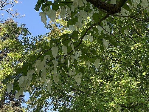 The Handkerchief Tree of the Oude Hortus
