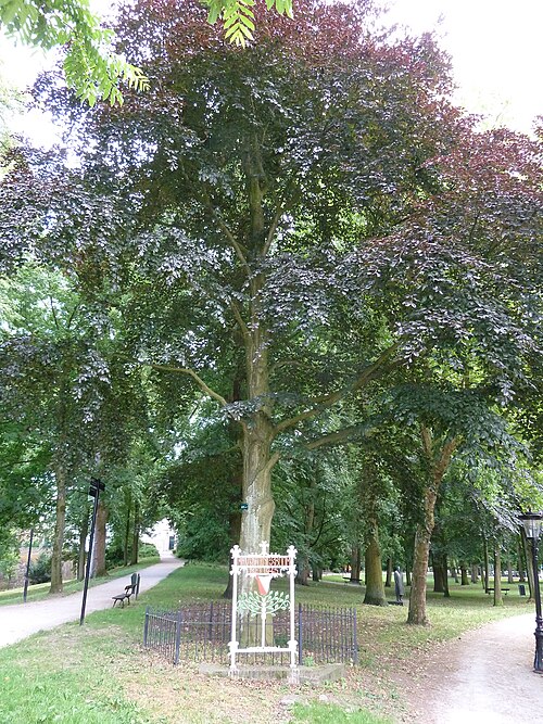 The Liberation Beech of Servaasbolwerk