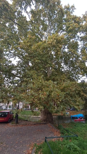 The Oriental Plane of Van Asch van Wijckskade