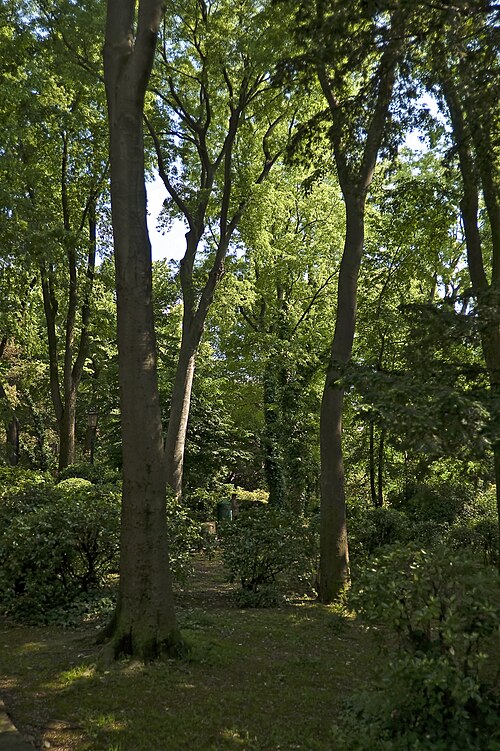 Gli alberi dei Giardini Papadopoli