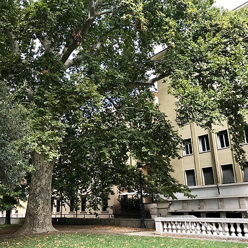 The Plane Tree of Piazza Indipendenza