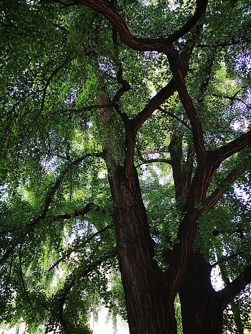 The Ginkgo of Piazza Indipendenza