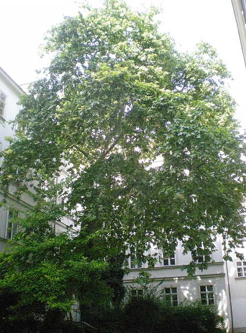 Die Friedhofsplatane der Singerstraße