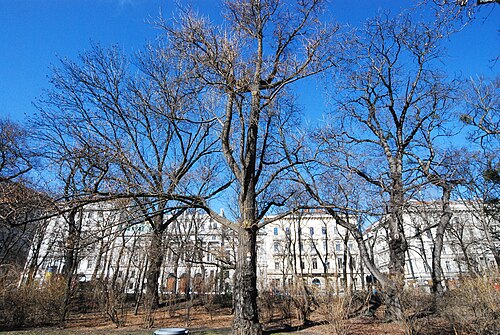 Der Ginkgo beim Schubert-Denkmal