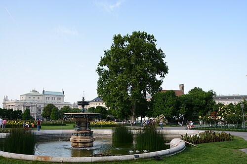Die Sisi-Platane im Volksgarten