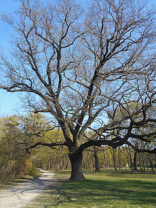 Die Eiche auf der Sulzwiese
