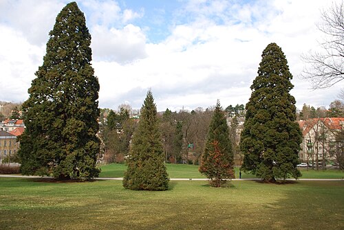 Die Riesenmammutbäume im Pötzleinsdorfer Schlosspark