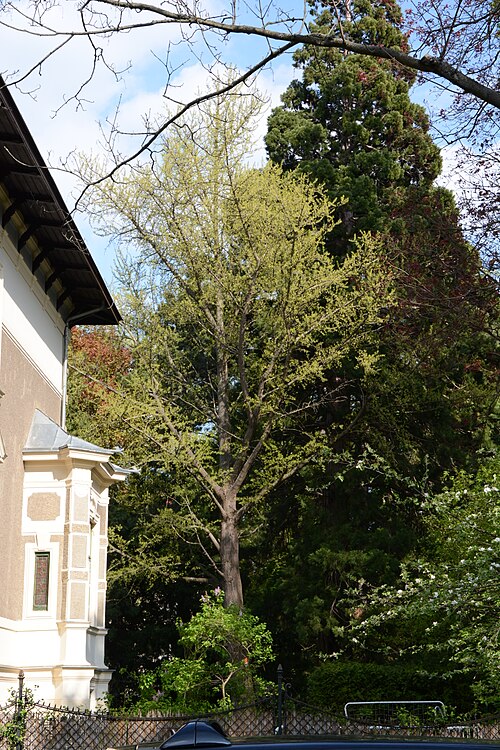 Die Zwillingsriesen im Sternwartepark