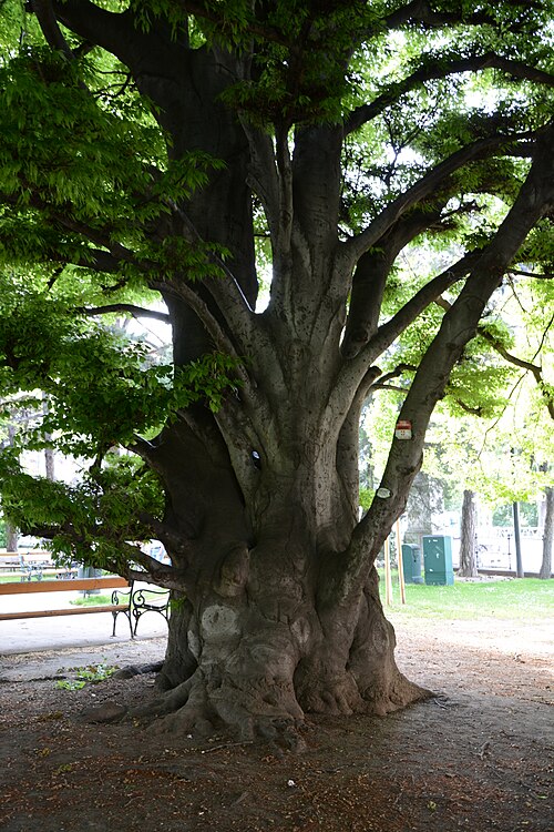 The Fern-leaved Beech of the Rathauspark