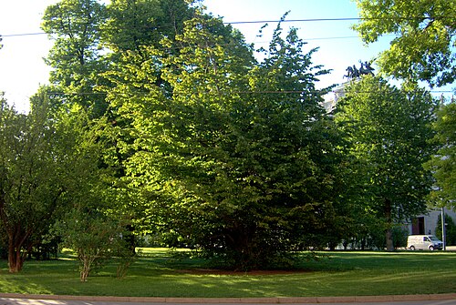 Der Persische Eisenholzbaum im Grete-Rehor-Park