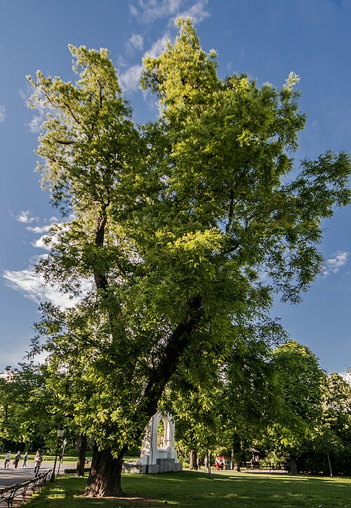 Der Japanische Schnurbaum im Stadtpark