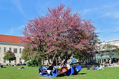 The Judas Tree of the Altes AKH