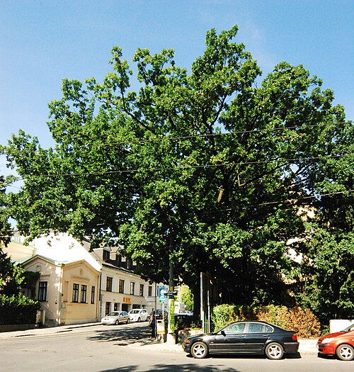 The Strassergasse Oak