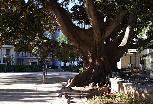 El Titán, el ficus del Parterre