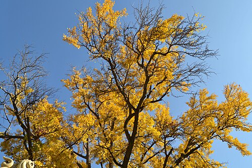 El ginkgo del Jardín de Monforte