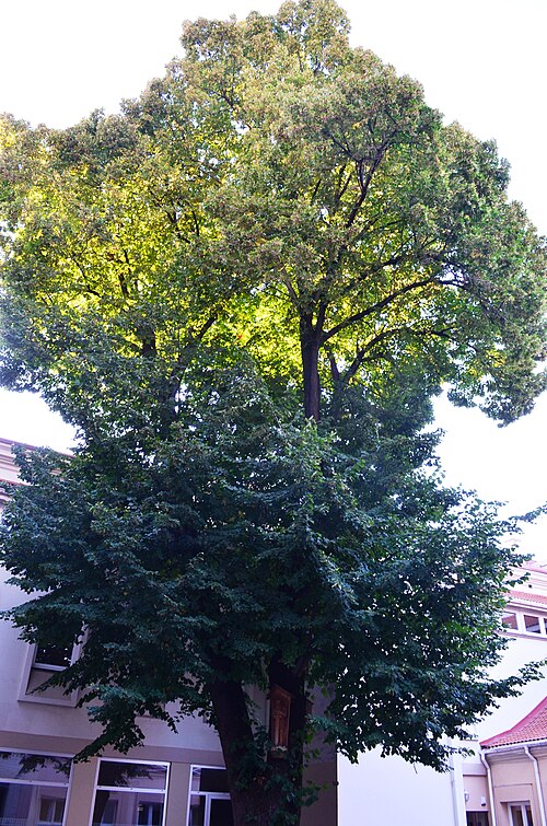 The Linden of Daukša Courtyard
