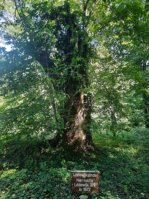 The Lodewijkslinde of Vorden