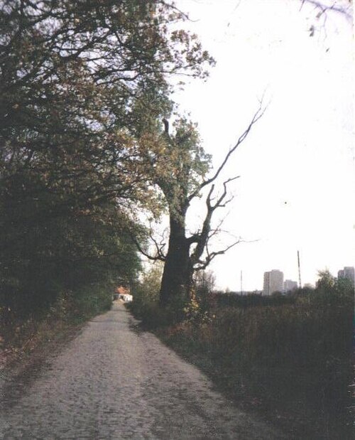 Dab Mieszko I (King Mieszko I's Oak)