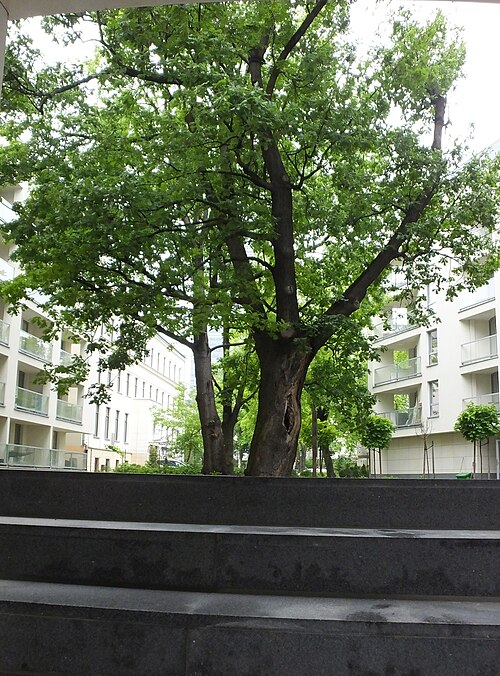 Dr Korczak's Oak