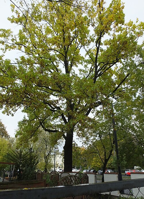 The Karol Oak