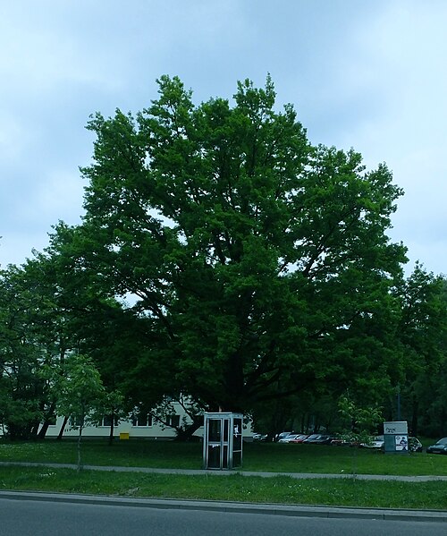 The Oak of Skwer Ziemi Aniolow