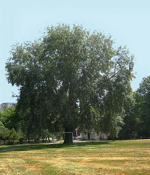 The White Poplar of Park Zaslawa Malickiego