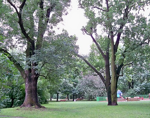 The Ash Trees of Park Wielkopolski