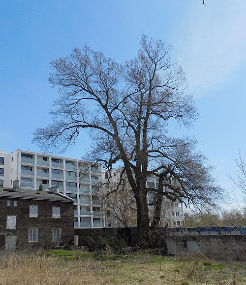 Odolanka, the Poplar of Odolany