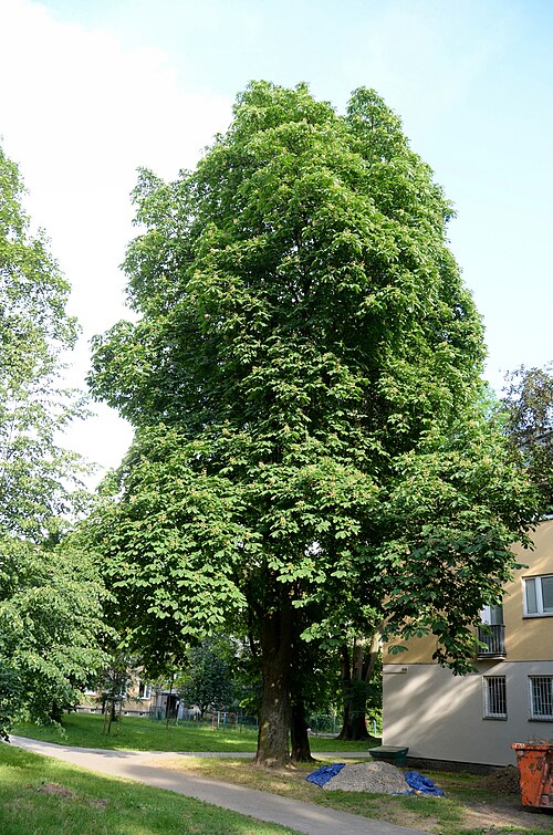 The Chestnut of Wiktorska