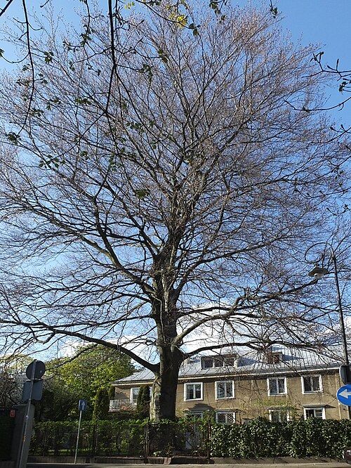 The Copper Beech of Langiewicza