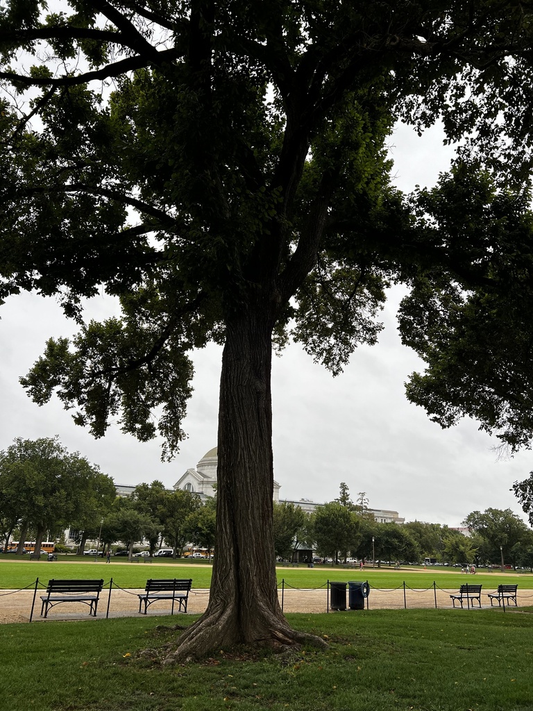 The National Mall Jefferson Elm