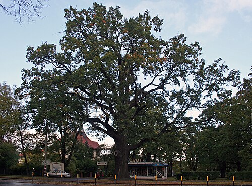 The Piotr Wlast Oak