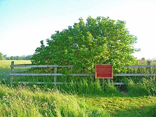The Groton Winthrop Mulberry