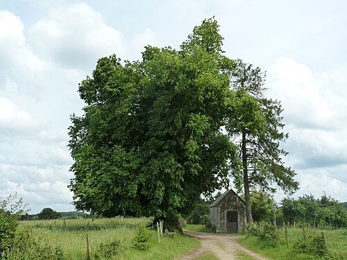 Tilleul des Lognards