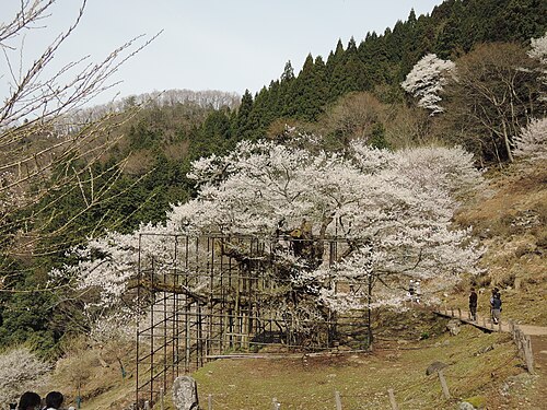 Tarumi-no-Ozakura